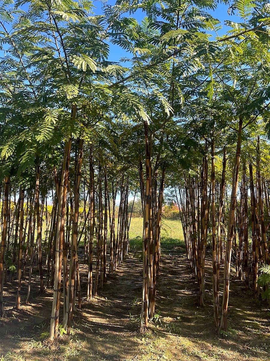 Albizia (Albizia julibrissin) grown at Nursery Plants Albania