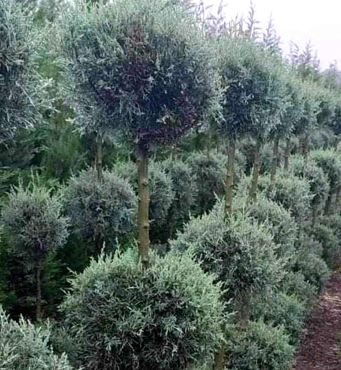 Arizona Ball (Cupressus arizonica) — 3 Ball