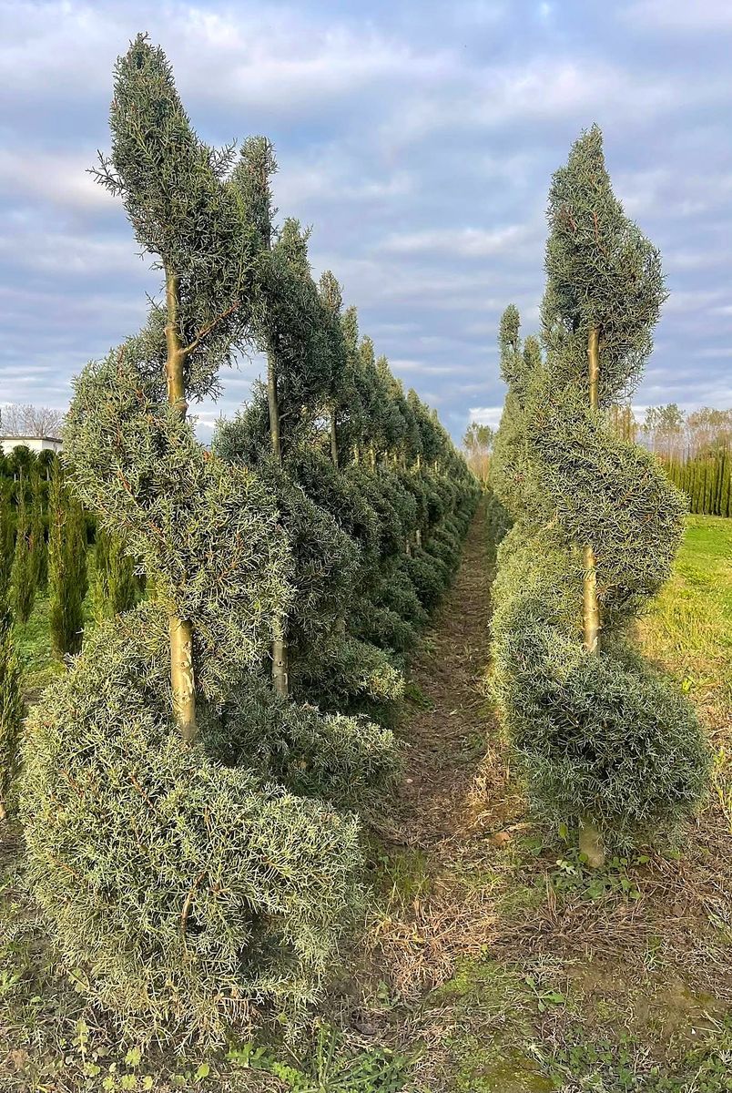 Arizona Spiral (Cupressus arizonica) grown at Nursery Plants Albania