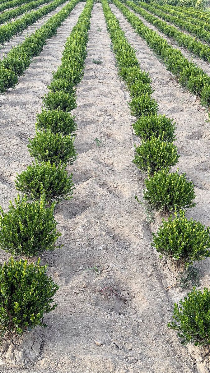 Buxus (Buxus sempervirens) grown at Nursery Plants Albania