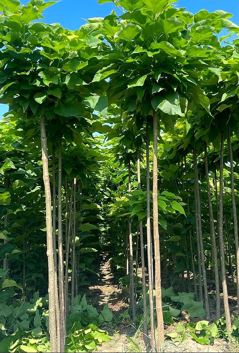 Catalpa (Catalpa bignonioides) — Tige