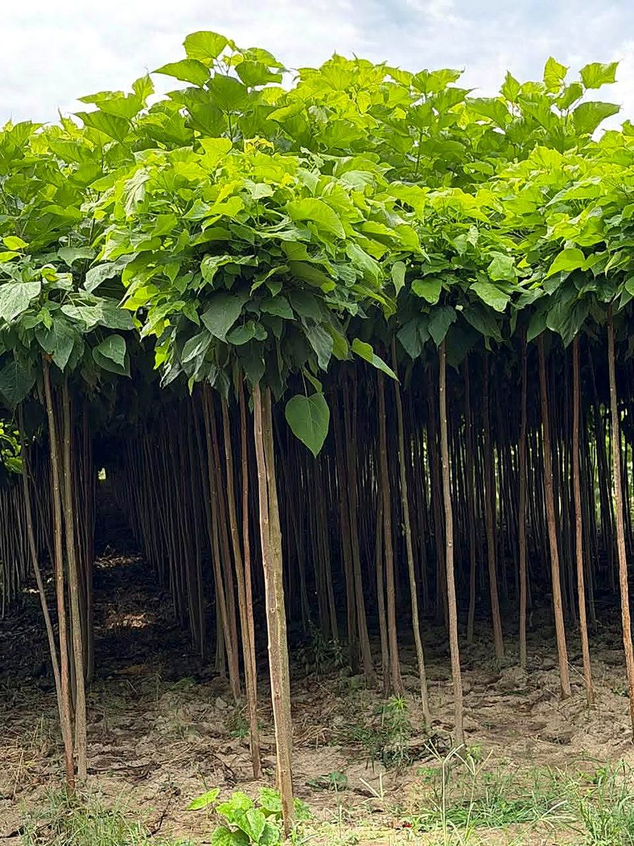 Catalpa (Catalpa bignonioides) grown at Nursery Plants Albania