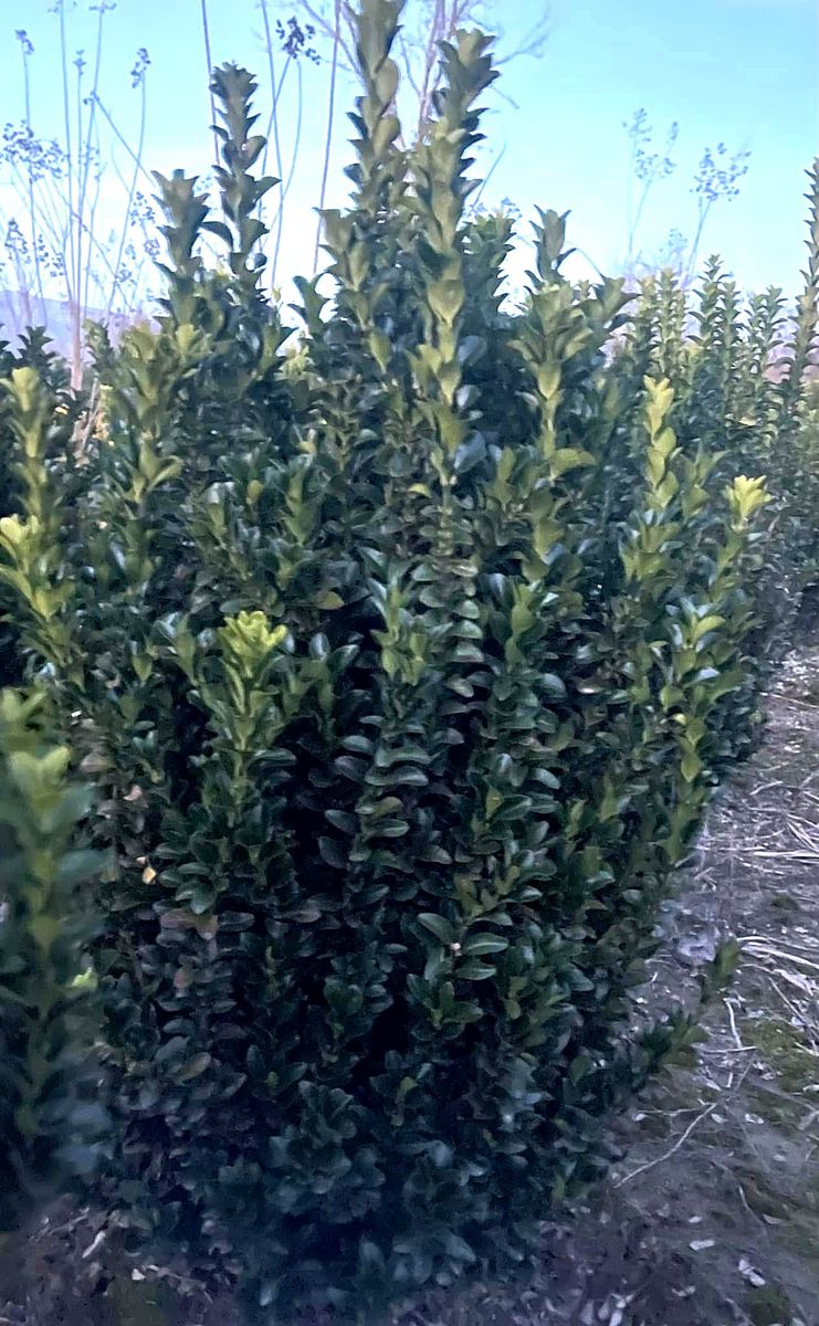 Euonymus (Euonymus japonicus) — Green