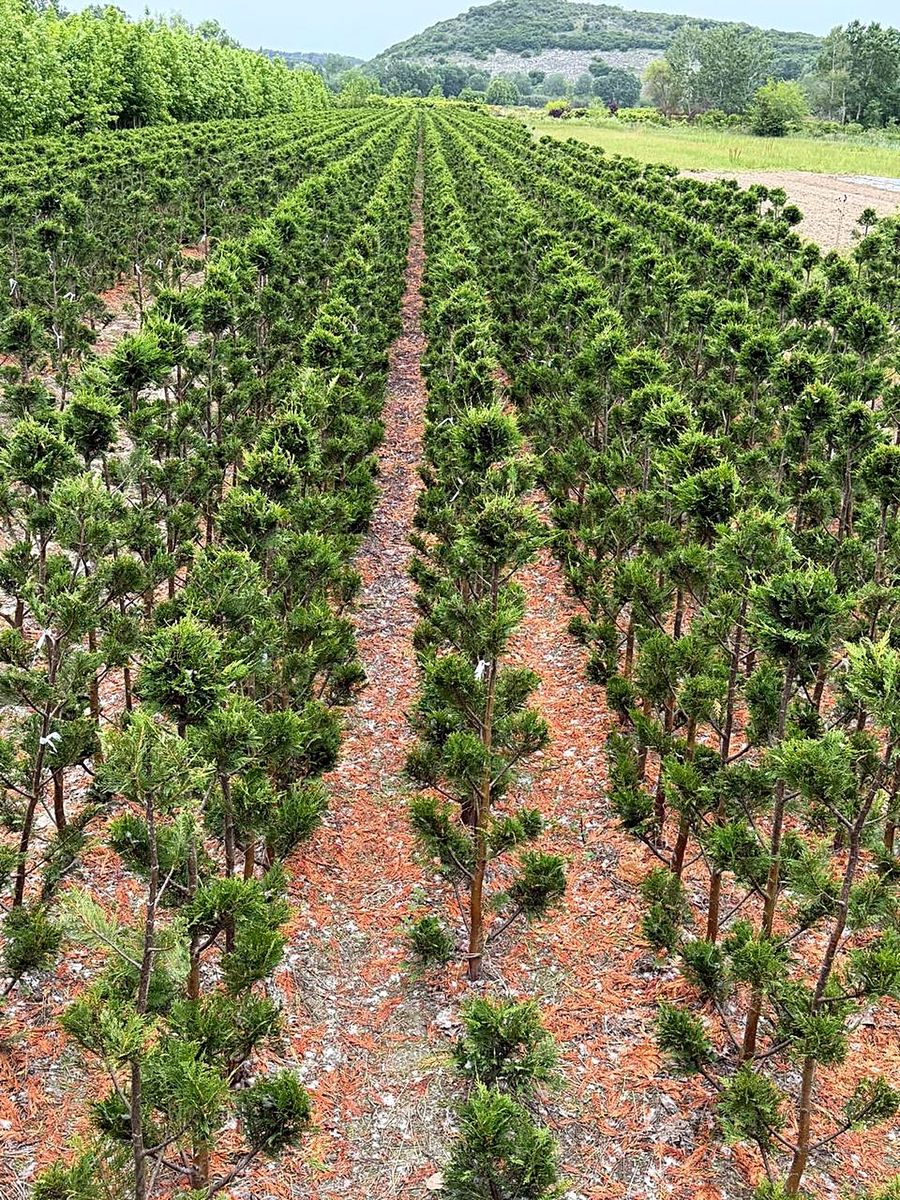 Rows of field-grown topiary conifers at Nursery Plants Albania