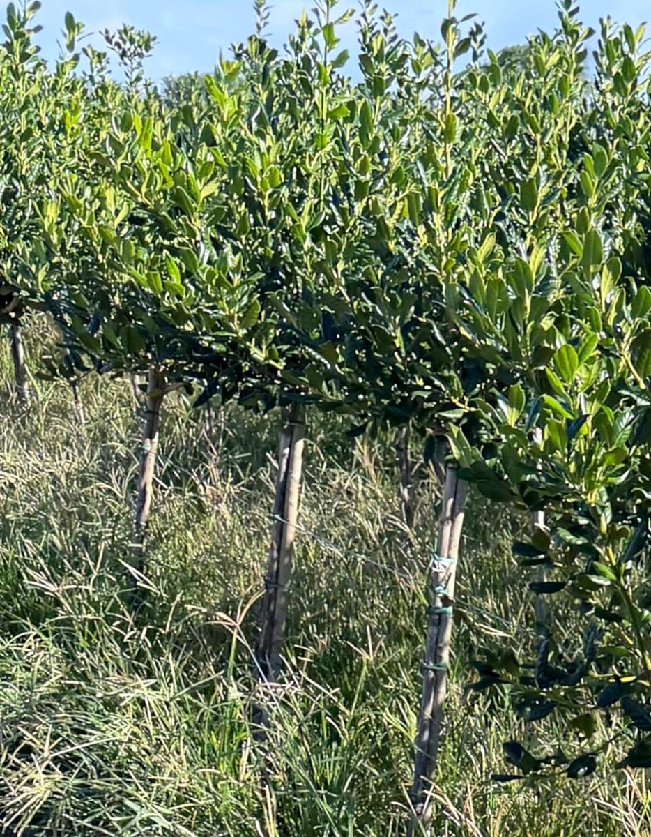 Ilex ‘Nellie R. Stevens’ (Ilex ‘Nellie R. Stevens’) — Standard
