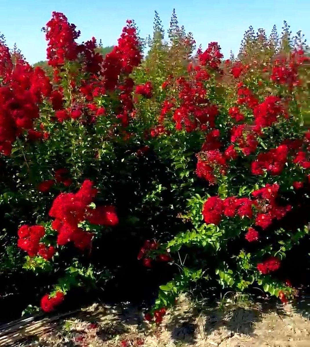 Lagerstroemia ‘Dynamite’ (Lagerstroemia indica ‘Dynamite’) grown at Nursery Plants Albania
