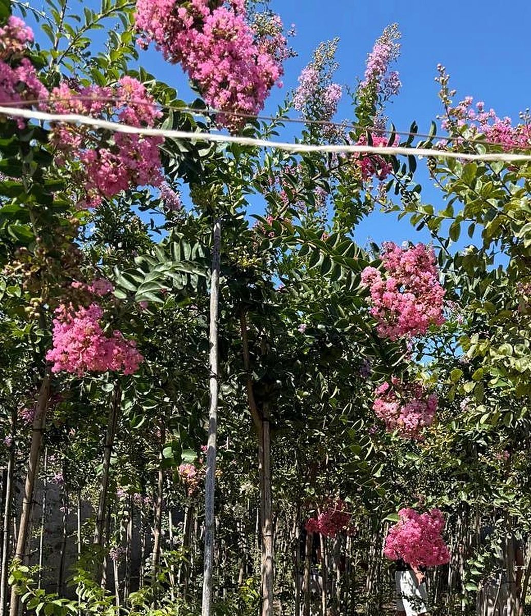 Lagerstroemia (Lagerstroemia indica) — Standard