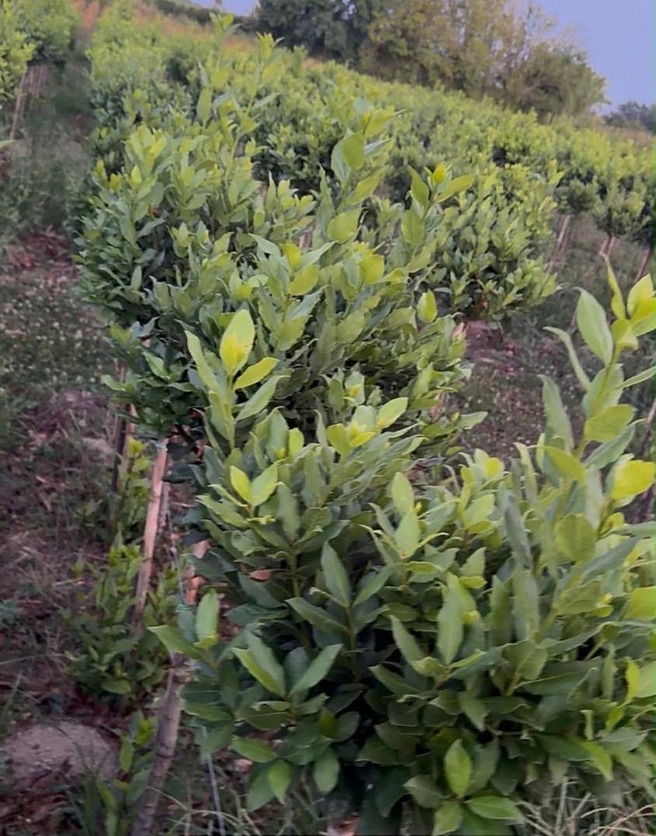 Laurus nobilis (Laurus nobilis) grown at Nursery Plants Albania