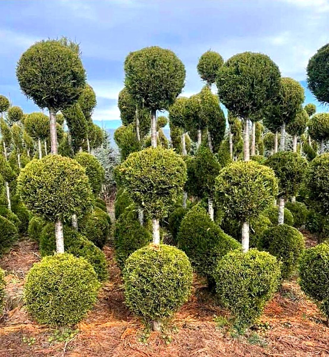 Leylandii 3 Ball (× Cupressocyparis leylandii) — Yellow