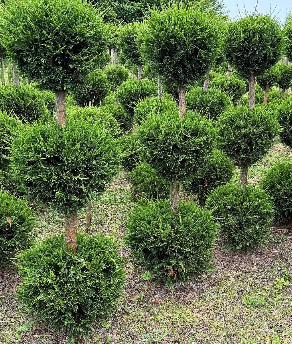 Leylandii 3 Ball (× Cupressocyparis leylandii) grown at Nursery Plants Albania