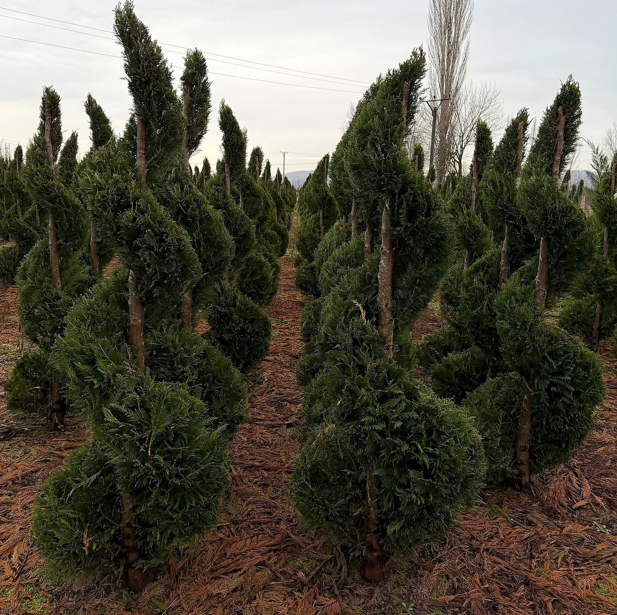 Leylandii Spiral (× Cupressocyparis leylandii) grown at Nursery Plants Albania