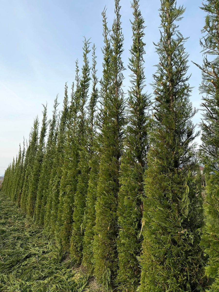 Leylandii (× Cupressocyparis leylandii) grown at Nursery Plants Albania