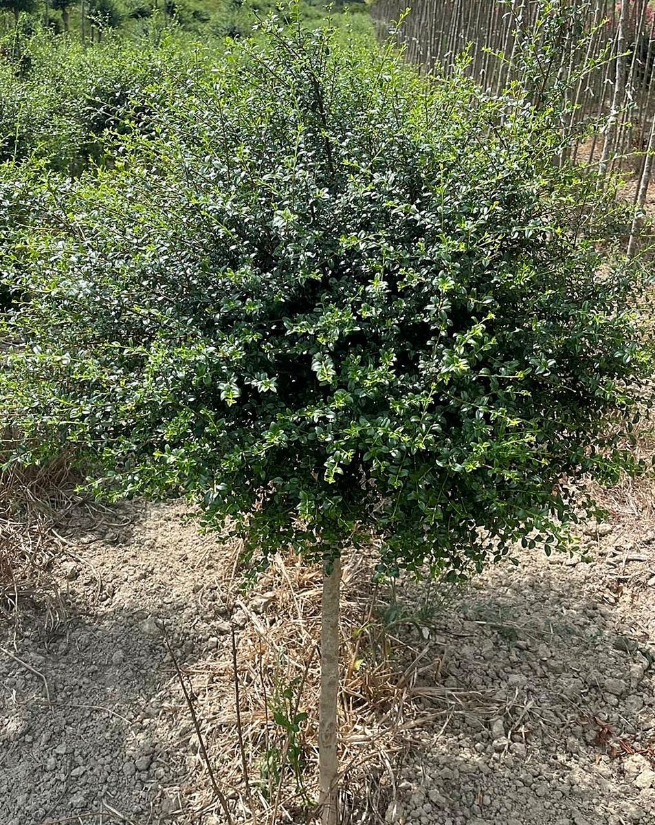 Ligustrum (Ligustrum) — Hochstamm