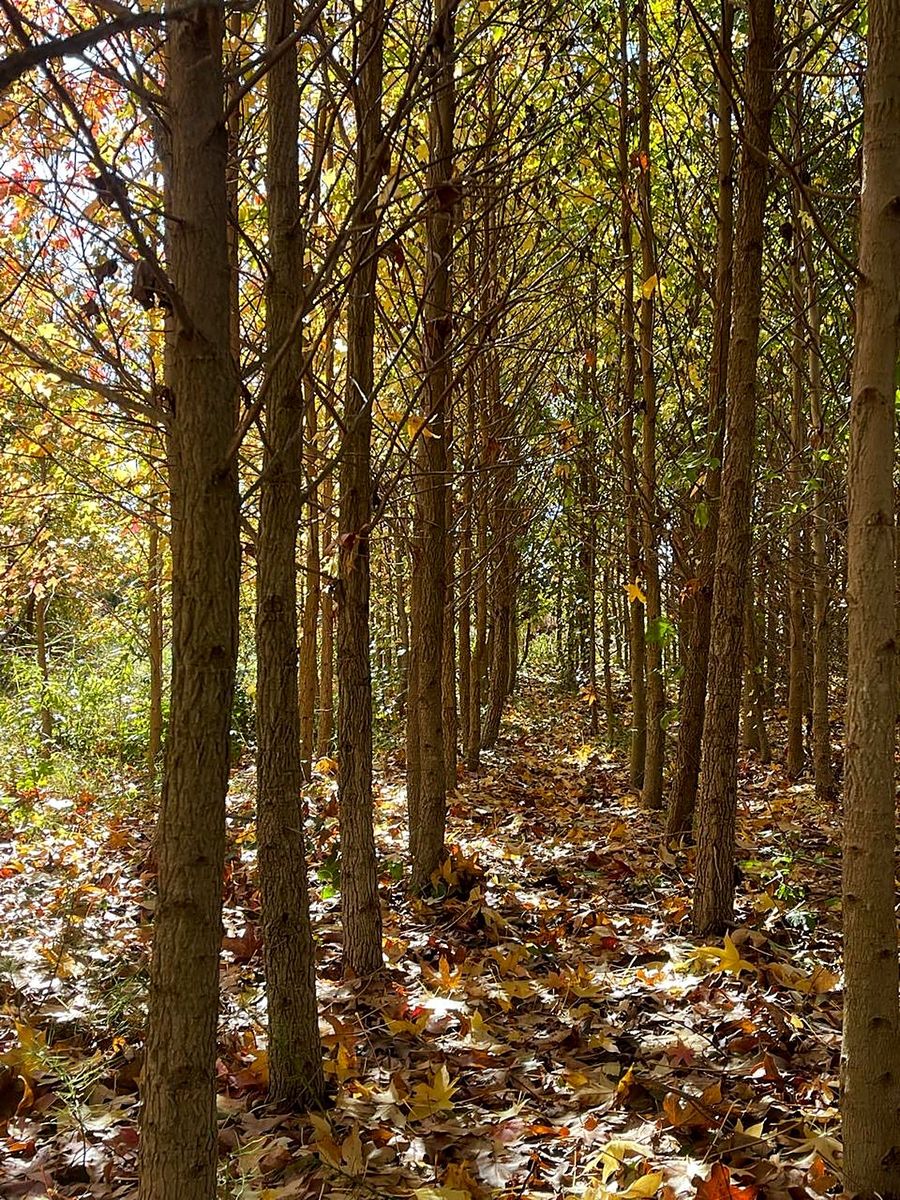 Liquidambar (Liquidambar styraciflua) — Autumn