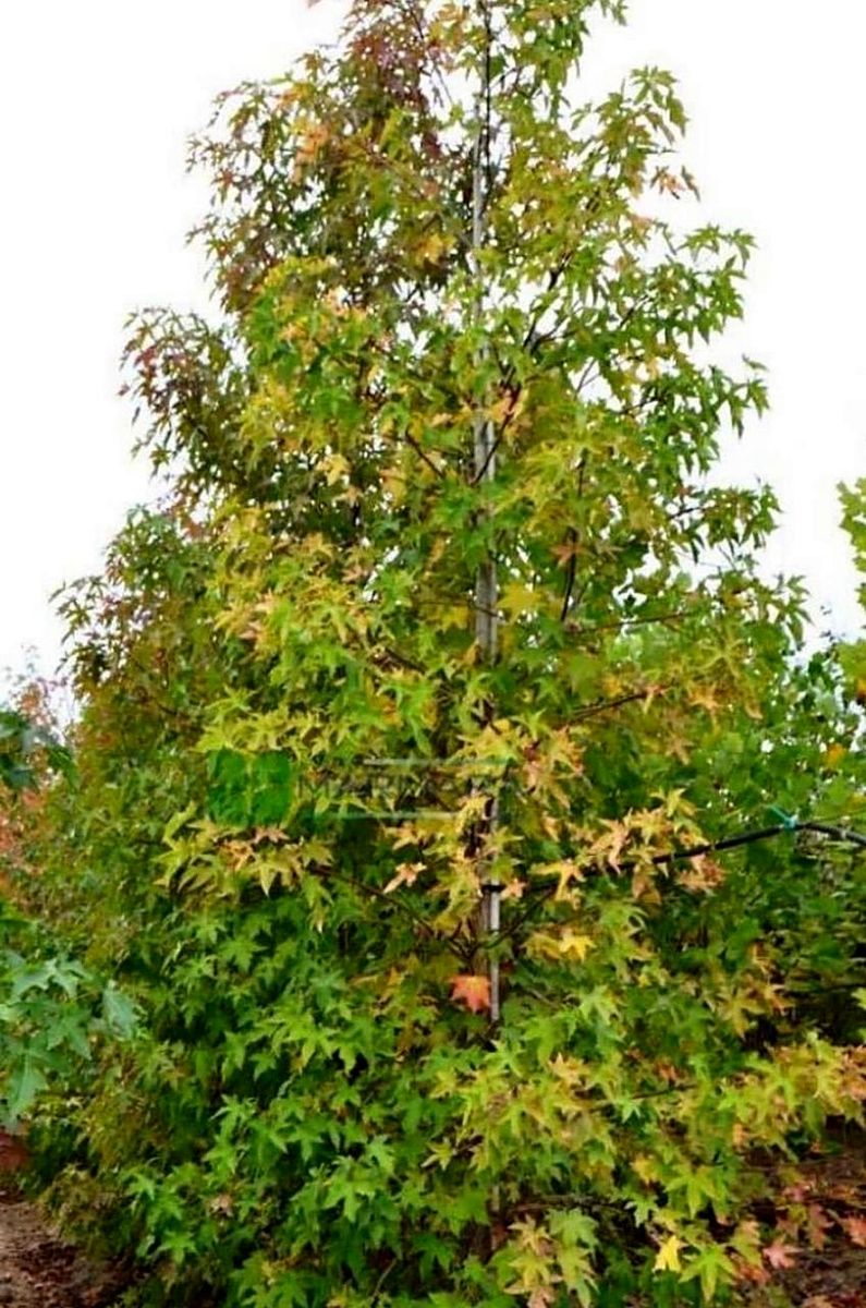 Liquidambar (Liquidambar styraciflua) grown at Nursery Plants Albania