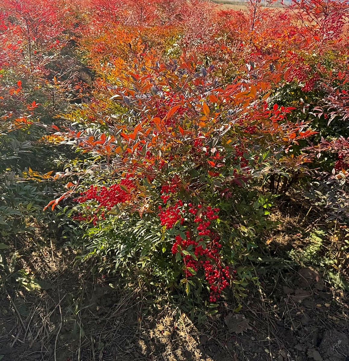 Nandina (Nandina domestica) grown at Nursery Plants Albania