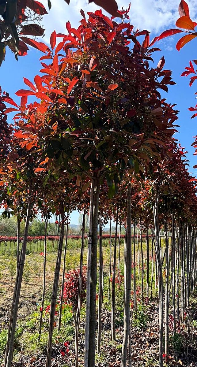 Photinia (Photinia × fraseri ‘Red Robin’) grown at Nursery Plants Albania