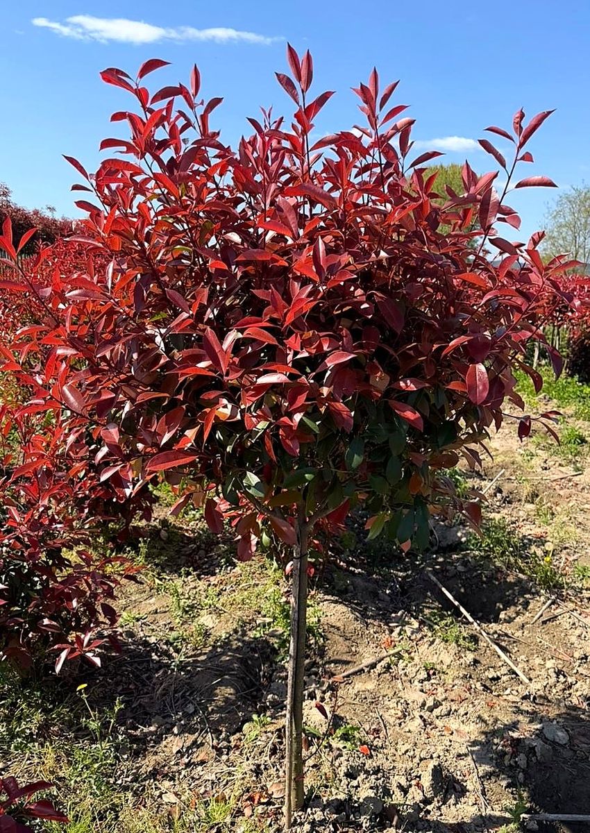 Photinia (Photinia × fraseri ‘Red Robin’) — Short Stem