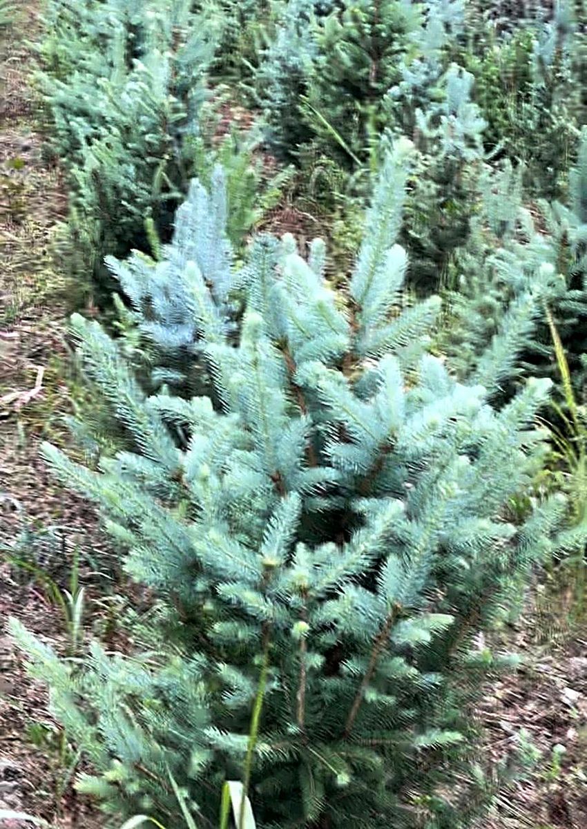 Picea pungens (Picea pungens) grown at Nursery Plants Albania