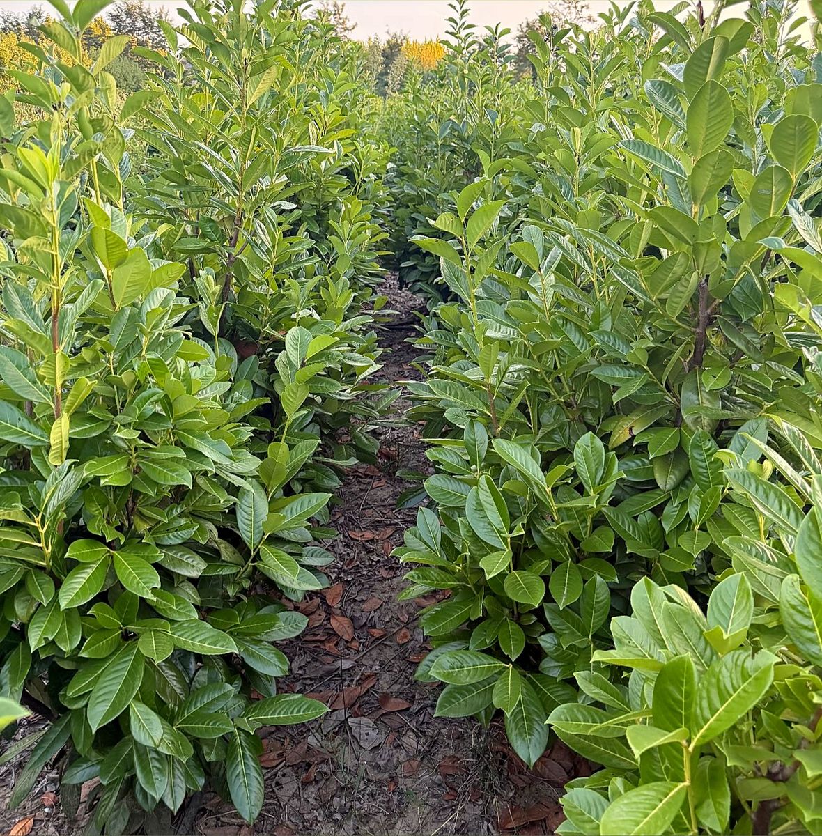 Prunus laurocerasus (Prunus laurocerasus) — Bush