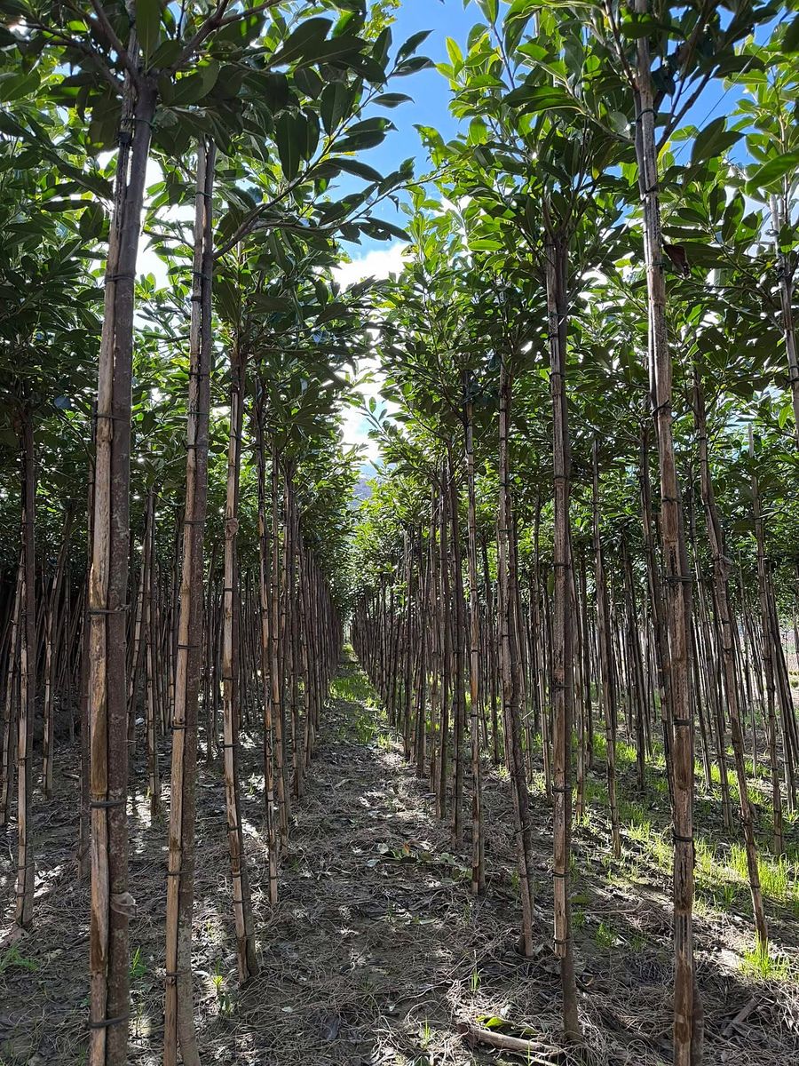 Prunus laurocerasus (Prunus laurocerasus) grown at Nursery Plants Albania