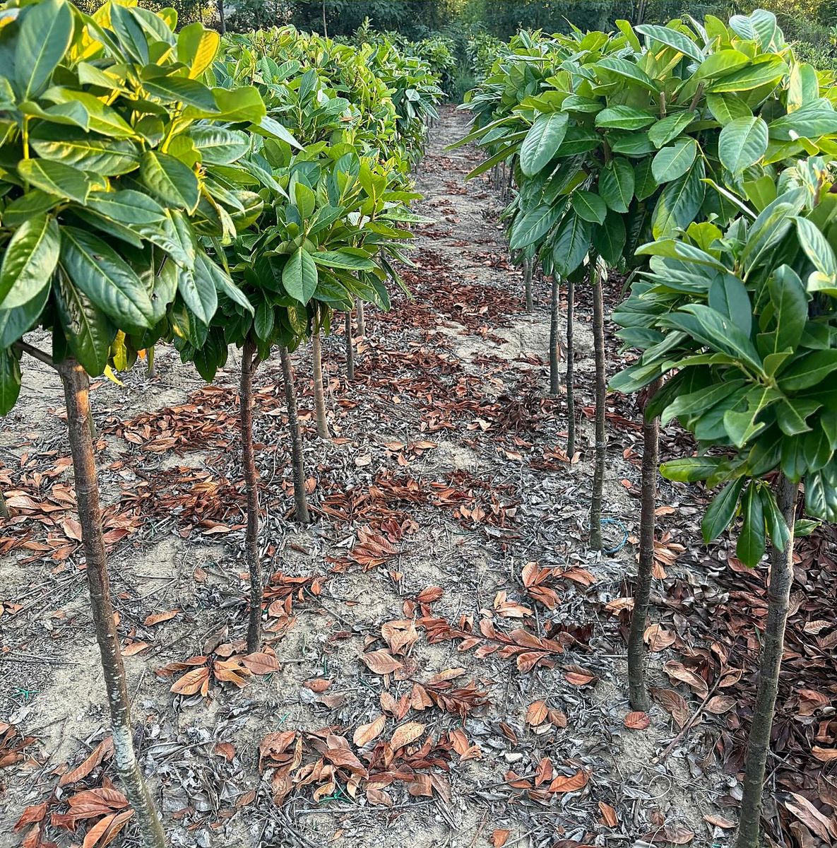 Prunus laurocerasus (Prunus laurocerasus) — Short Stem