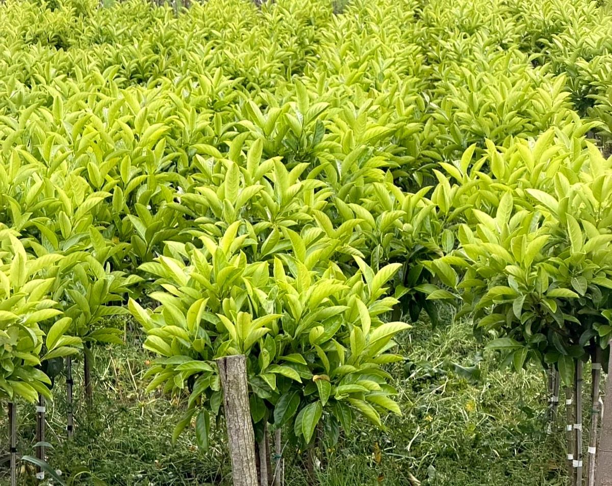 Viburnum lucidum (Viburnum lucidum) — Halfstam