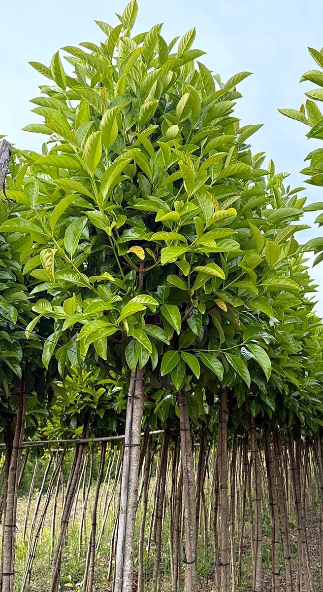 Viburnum lucidum (Viburnum lucidum) grown at Nursery Plants Albania