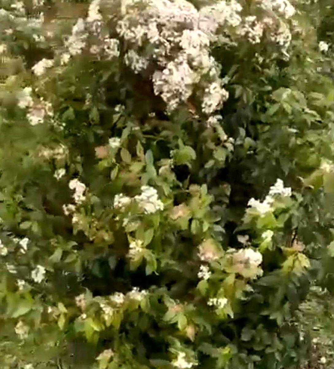 Viburnum tinus (Viburnum tinus) grown at Nursery Plants Albania