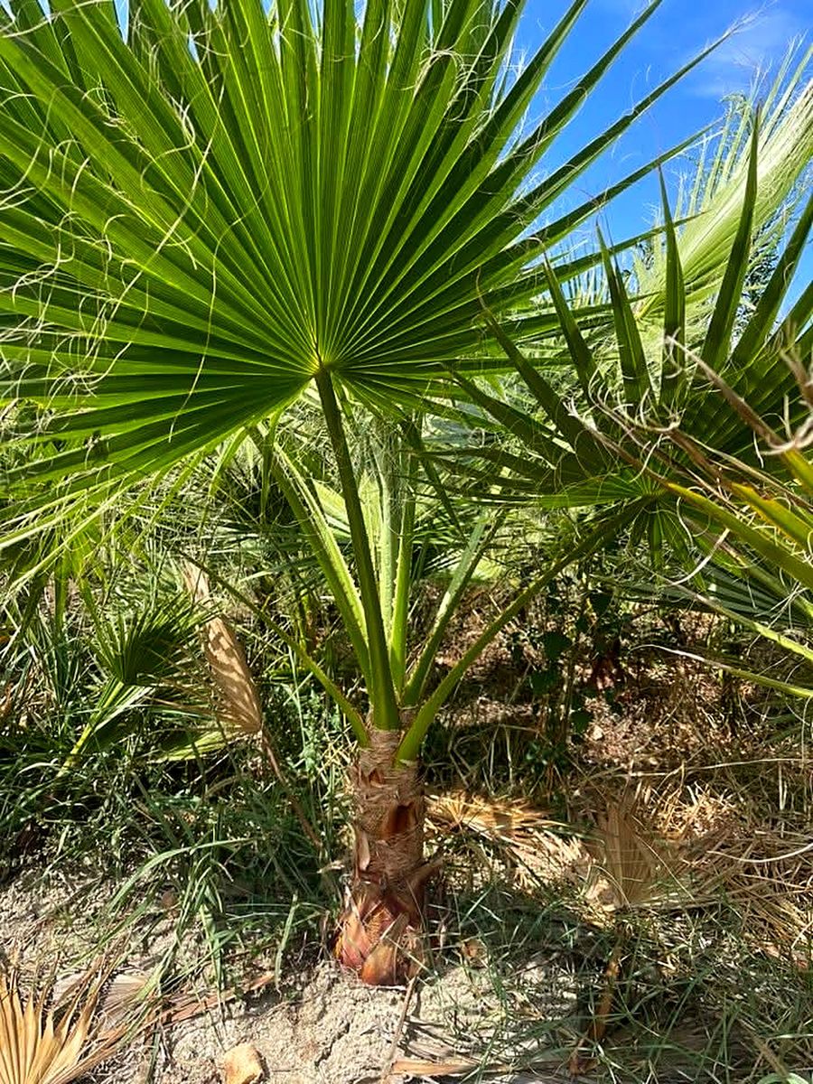 Washingtonia (Washingtonia) grown at Nursery Plants Albania